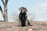 CANE CORSO 291